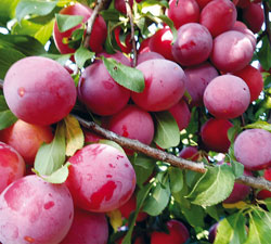 Алыча 'Обильная'