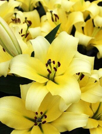 Лилия 'Фомова' (желтая)