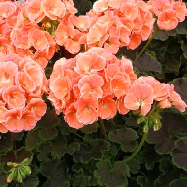 Пеларгония садовая 'Кастелло Сорен' (лососевый)