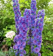 Дельфиниум (живокость) 'Свит Сенсейшн'