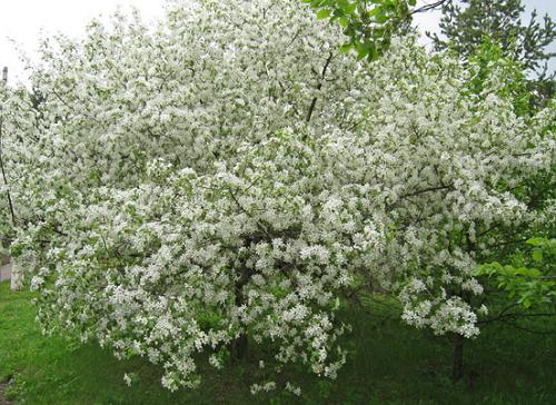 Яблоня ягодная