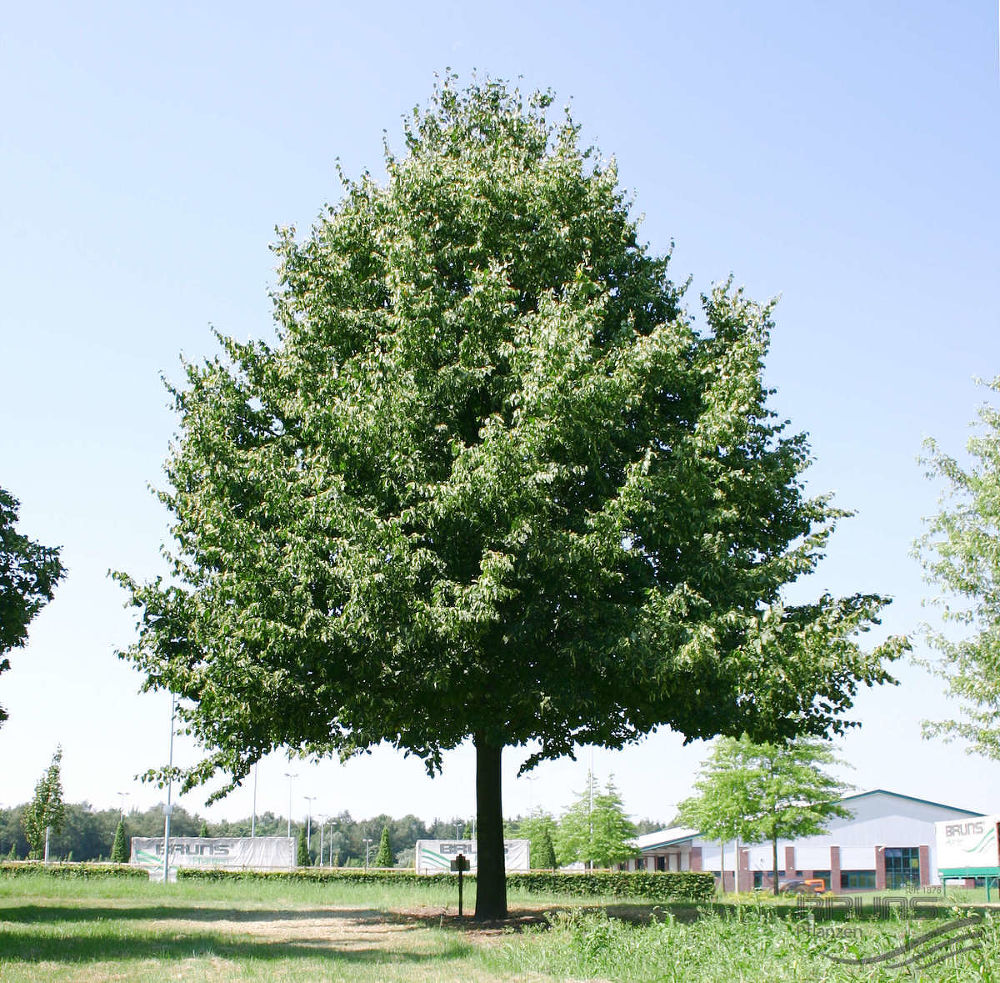 Липа европейская_