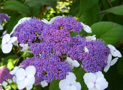 Гортензия шершавая 'Макрофилла'