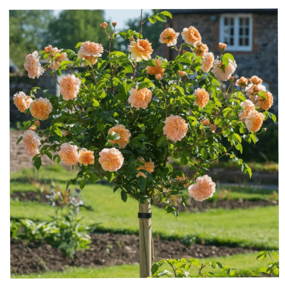 Роза 'Кэтрин' (штамбовая) (оранжевый)