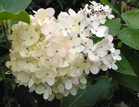 Гортензия метельчатая 'Харрис Сувенир'