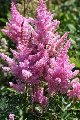 Астильба Арендса 'Америка'