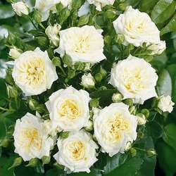 Роза 'Хонеймилк' (миниатюрная, почвопокровная) (белая)