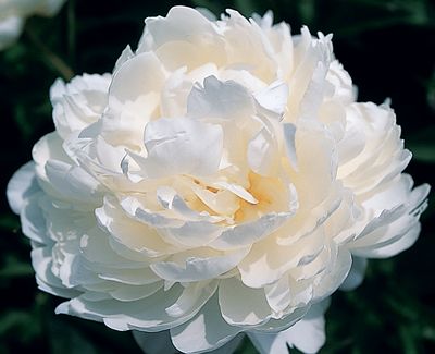 Пион молочноцветковый 'Уайт Айвори' (белый)