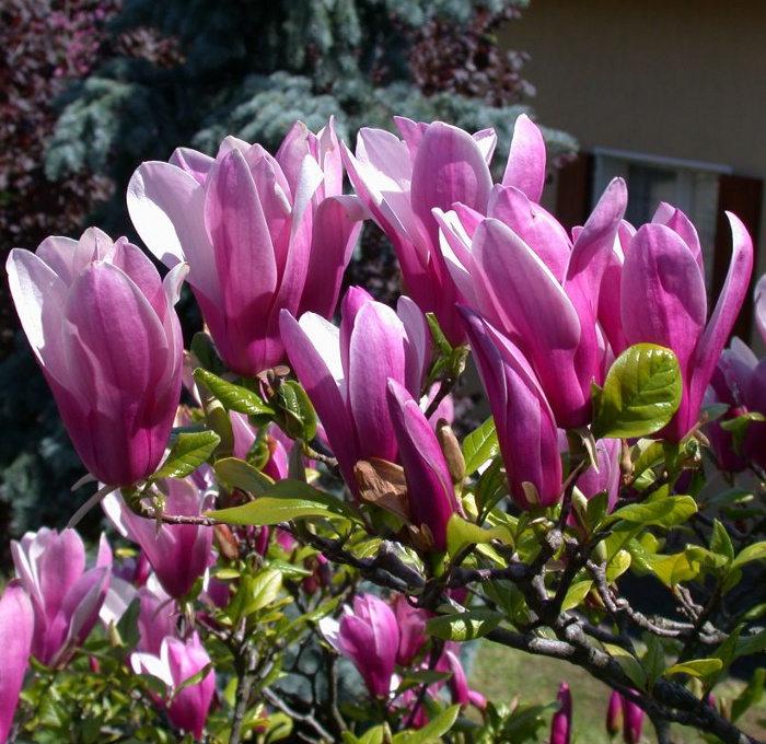 Магнолия 'Сусан'