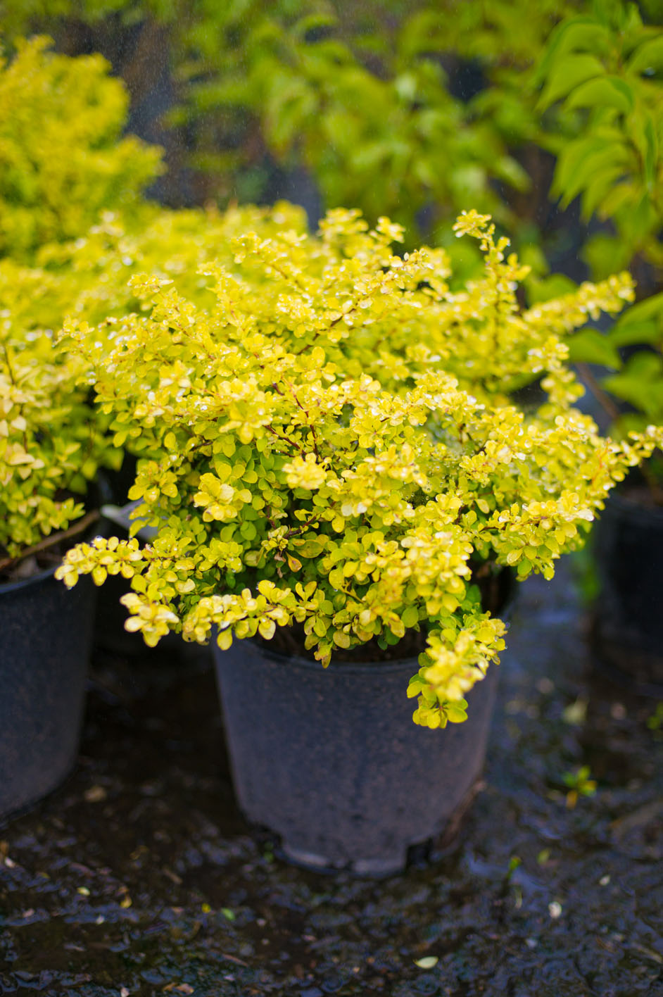 Барбарис Тунберга 'Бонанза Голд'