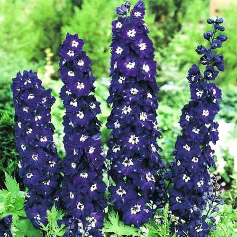 Дельфиниум (живокость) 'Пацифик Кинг Артур'