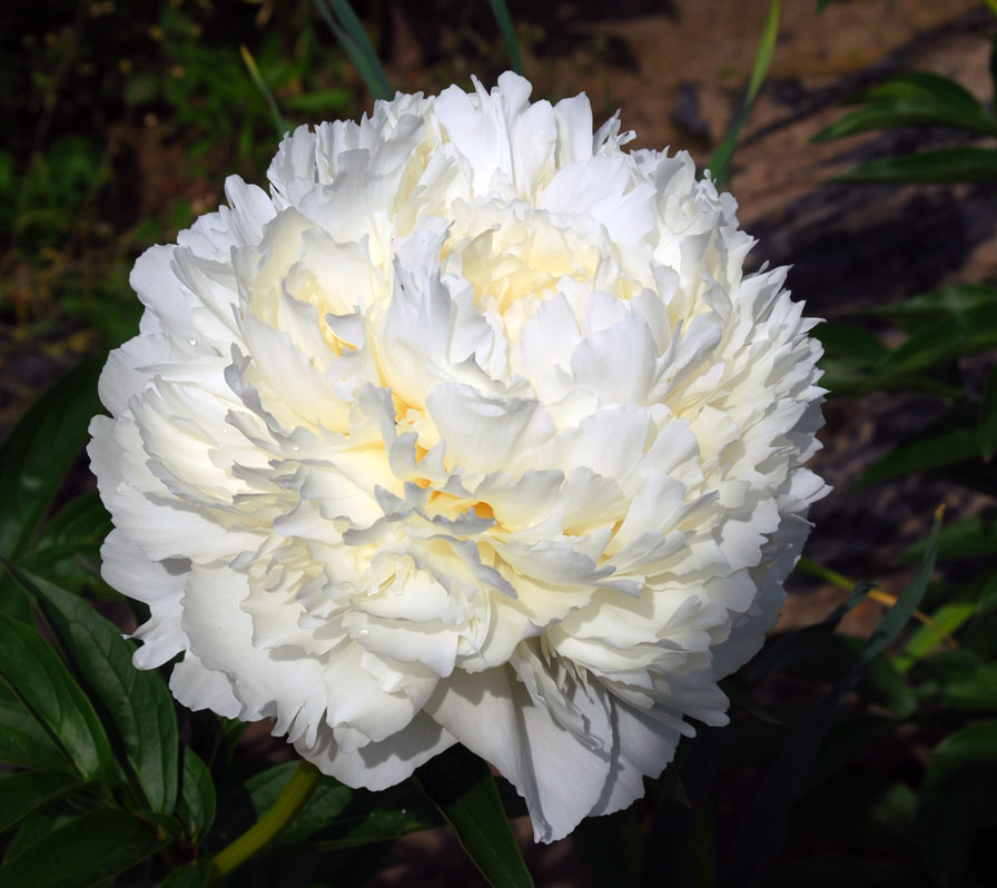 Пион молочноцветковый 'Боул оф Крим' (белый)