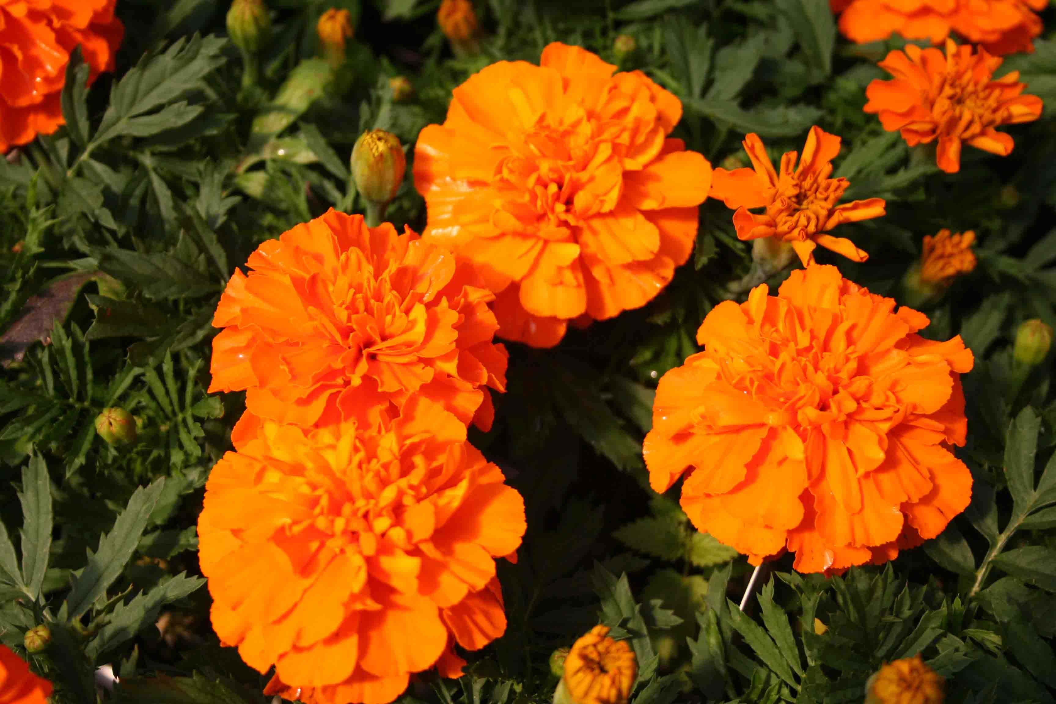 Тагетес (бархатцы) отклоненный 'Бонанза Оранж' (оранжевый)