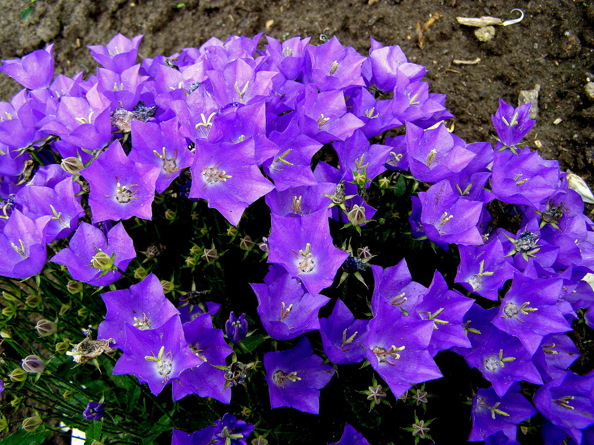 Колокольчик карпатский 'Блау Клипс'