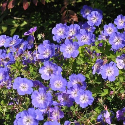 Герань гибридная 'Розанна'