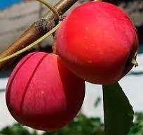 Яблоня домашняя 'Китайский Сувенир'