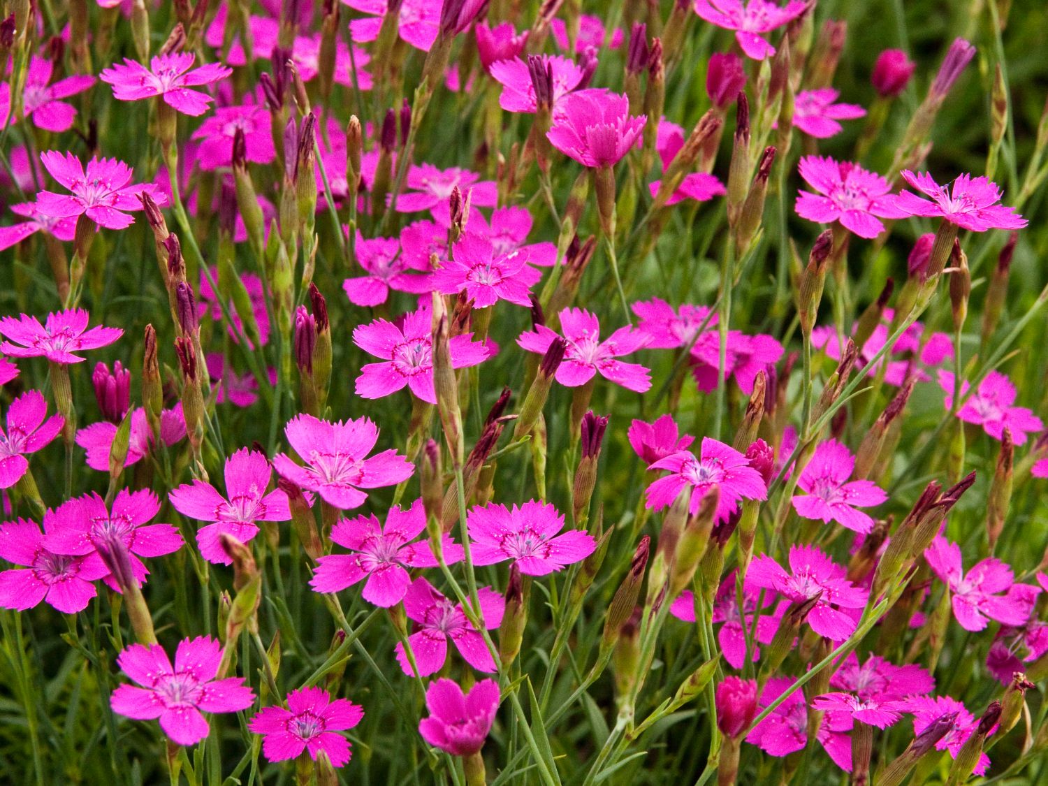 Гвоздика травянистая