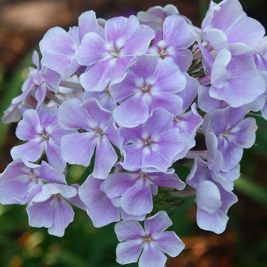 Флокс метельчатый 'Франц Шуберт'