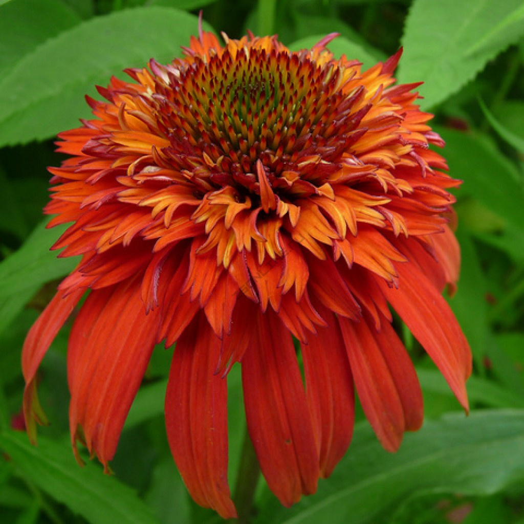 Эхинацея пурпурная 'Хот Папайя'