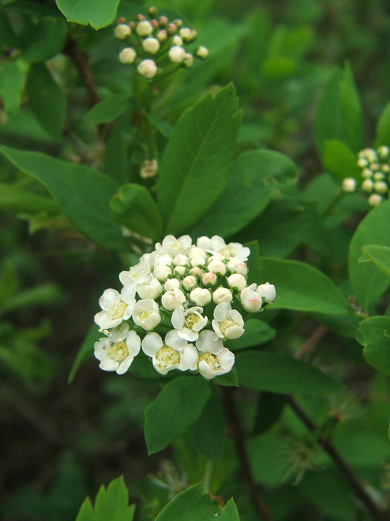 Спирея средняя