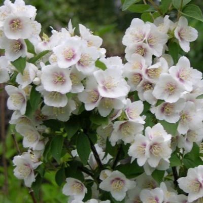 Чубушник венечный 'Необычный'