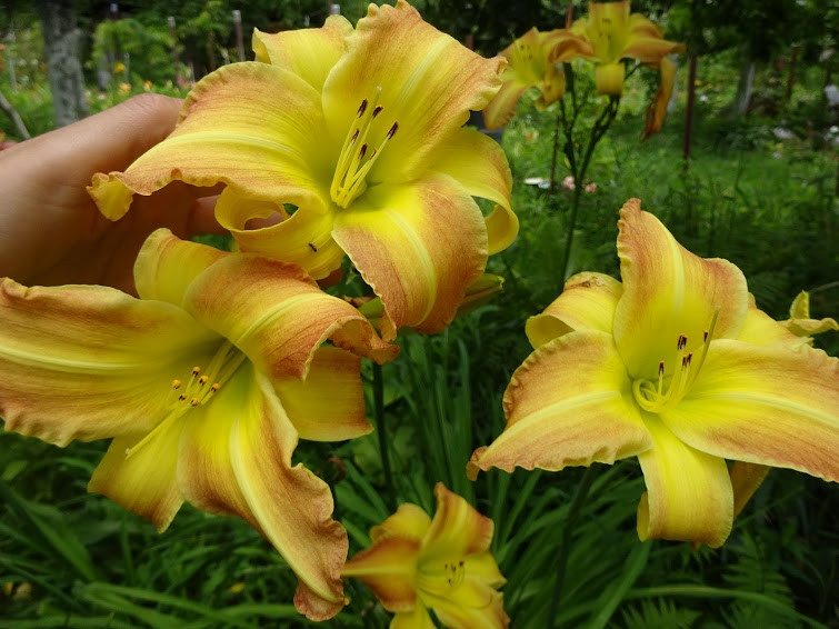 Лилейник гибридный 'Эмеральд Джо'