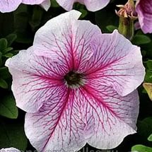 Петуния (сурфиния) гибридная 'Дедди Пинк' (розовая с прожилками)