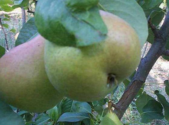 Груша 'Подарок к 100 летию Мичурина'