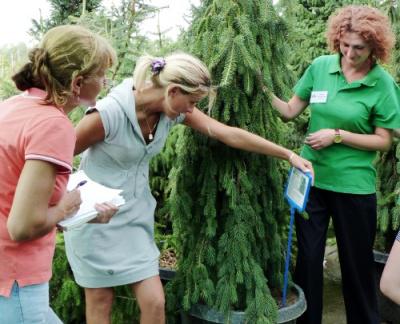 Почему стоит покупать саженцы в садовом центре растений