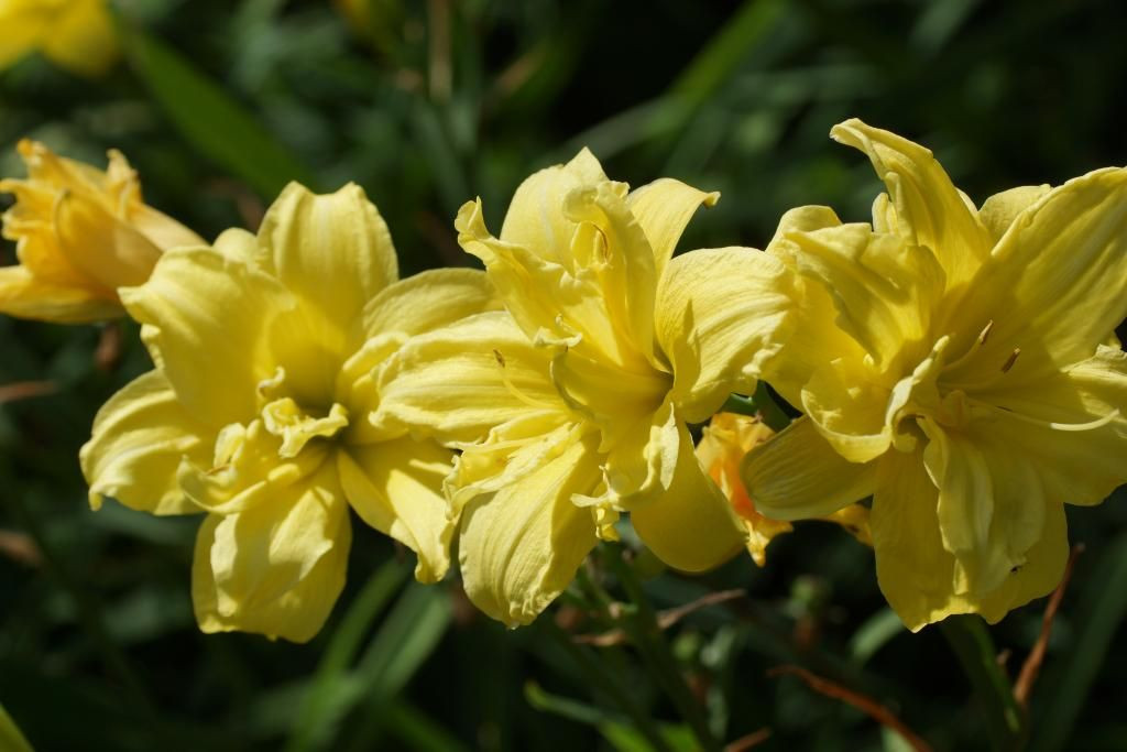 Лилейник гибридный 'Дабл Ривер Вай'