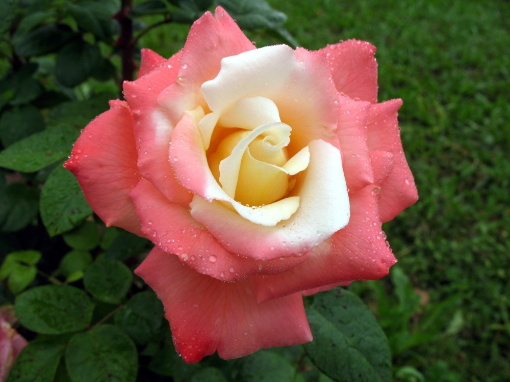 Роза 'Летиция Каста' (чайно-гибридная) (кремовая)