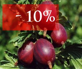 Скидка на крыжовник!