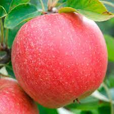 Яблоня домашняя 'Чемпион'