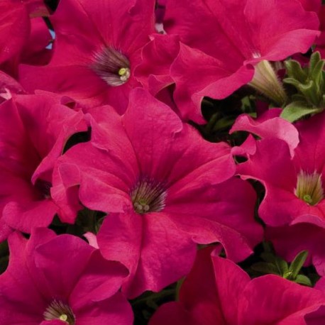 Петуния (сурфиния) гибридная 'Фалкон Дип Роуз' (розовая)