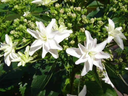 Гортензия крупнолистная 'Файервокс Уайт'