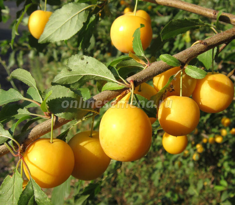 Слива 'Восход'