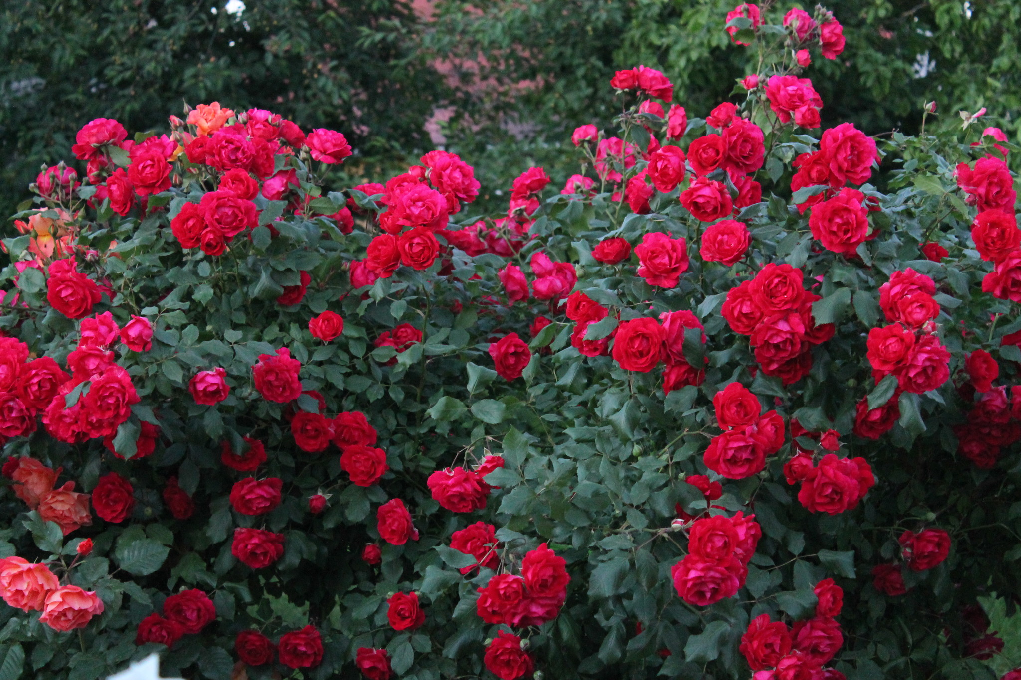 Роза 'Роял Бушнер' (парковая, шраб) (красная)