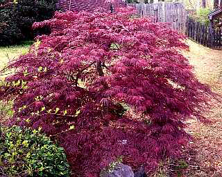 Клен дланевидный 'Диссектум Гарнет'