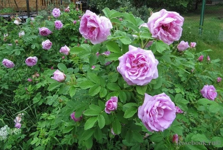 Роза 'Васагеминг' (парковая) (фиолетовя)