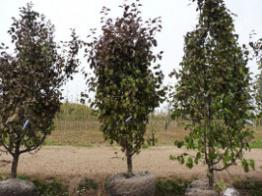 Полезные советы Плодовые деревья крупномеры