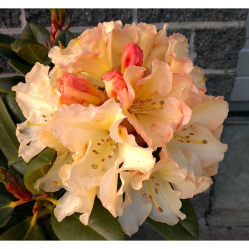 Рододендрон гибридный 'Хоризон Монарх' (персиковый)