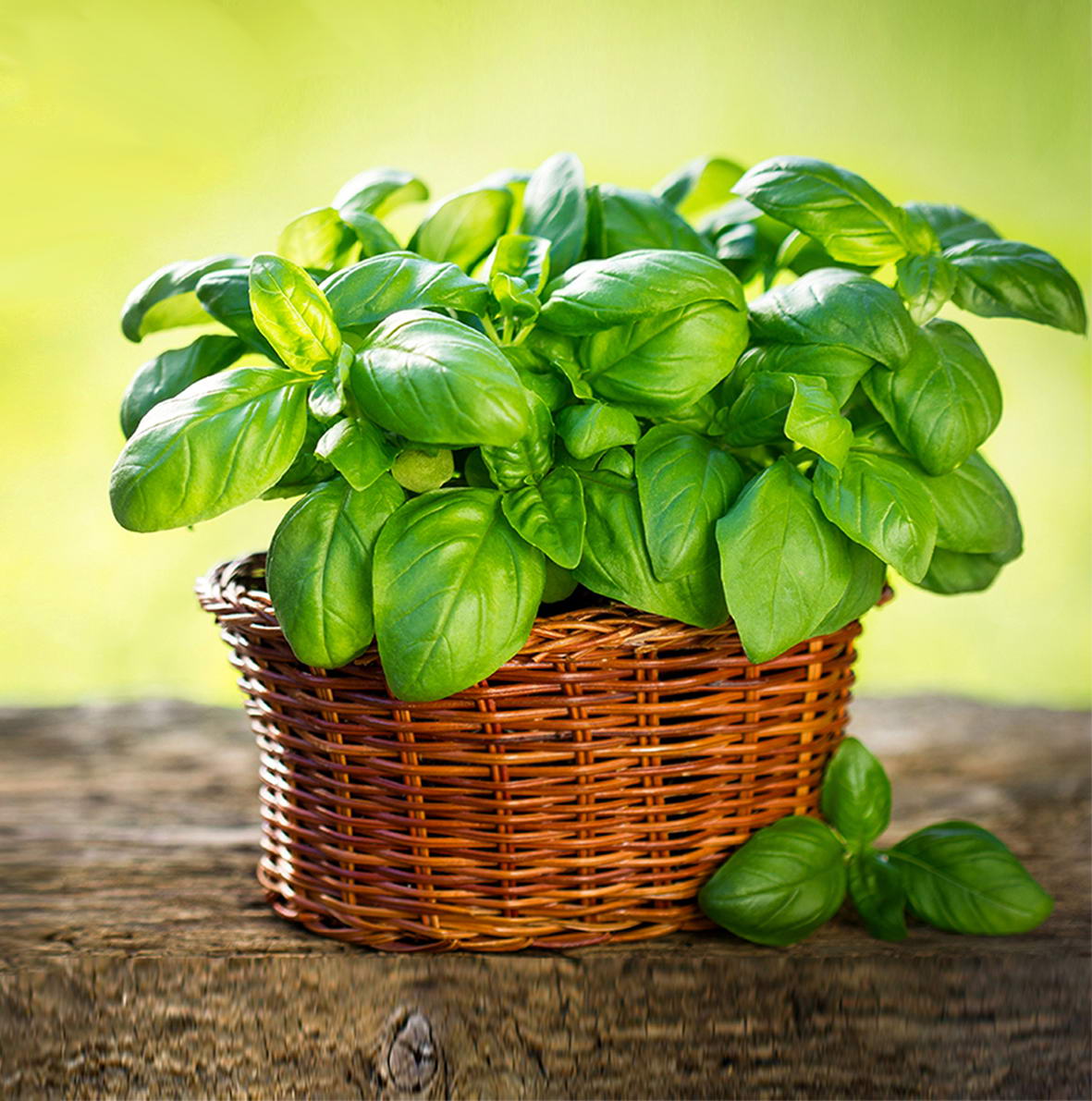 Базилик овощной 'Тонус'