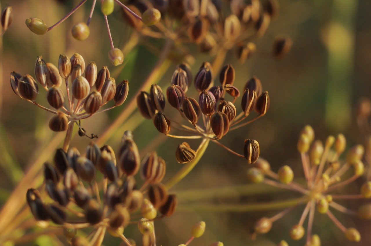 Семена Зира (Кумин) Римский тмин