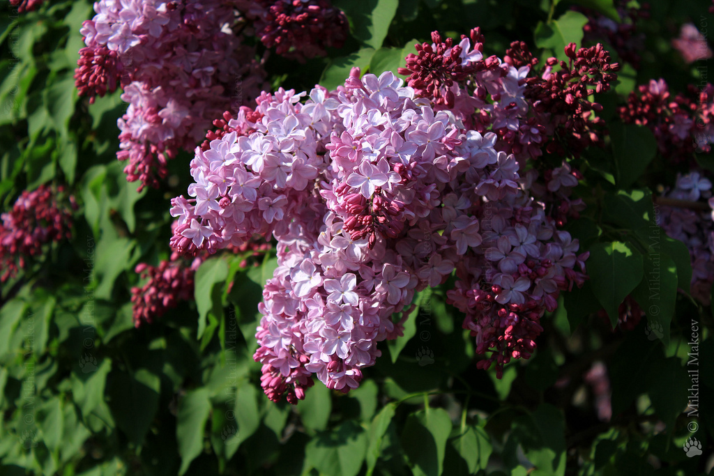 Сирень гиацинтоцветная 'Эстер Стейли' (лиловая)