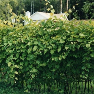 Виноград японский 'Грин Вондер'
