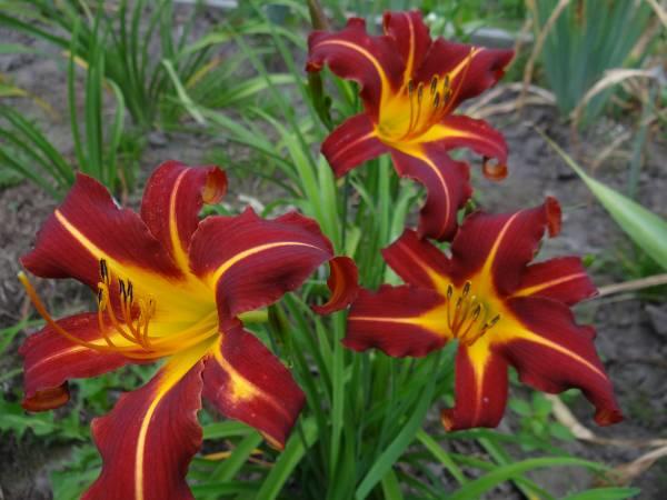 Лилейник гибридный 'Отум Рэд'