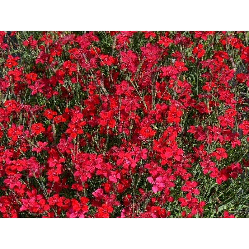 Гвоздика травянка 'Флэшинг Лайт'
