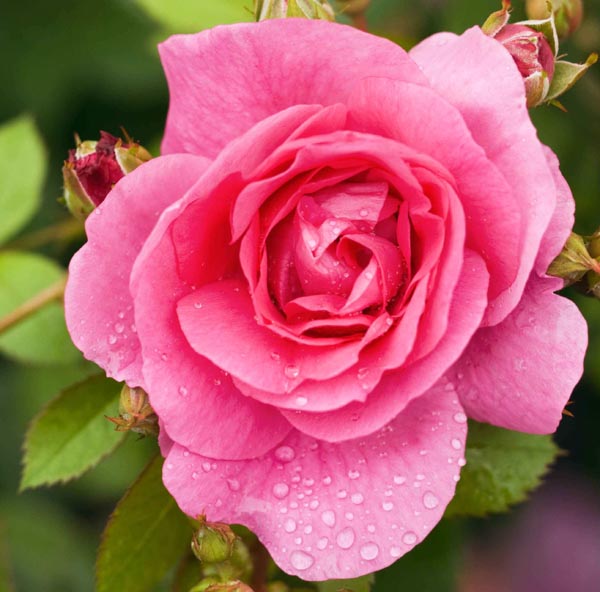 Роза 'Модерн Сентенниал' (парковая) (розовая)