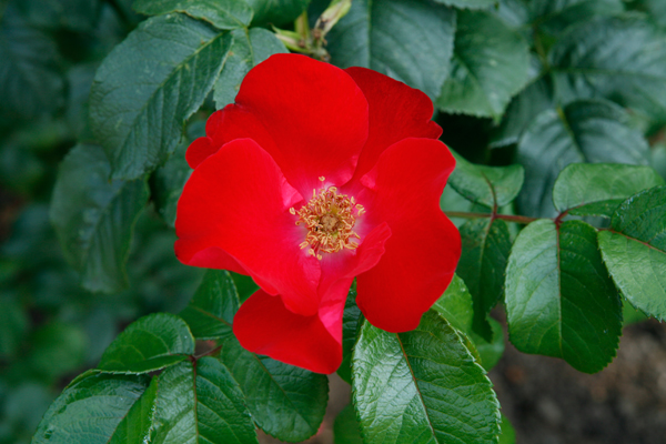 Роза 'Робуста' (парковая) (красная)