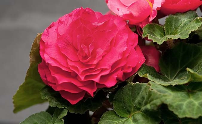 Бегония клубневая 'Нонстоп Дип Роуз' (розовая)